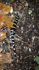 Ambystoma annulatum
