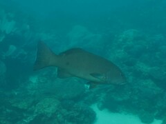 Coral Trout