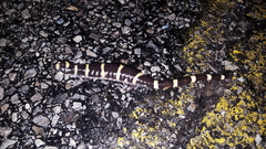 Ambystoma annulatum