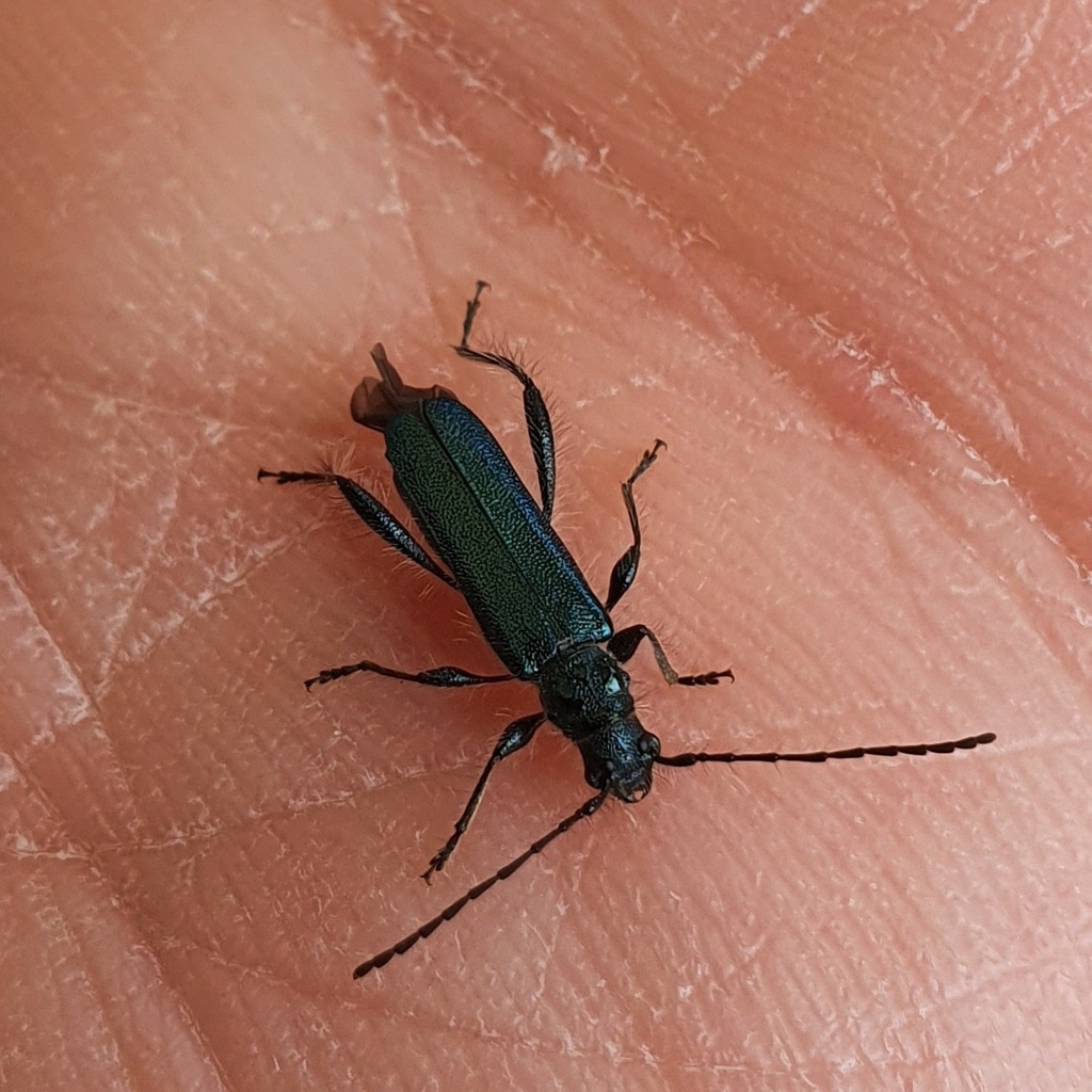 Callimus angulatus