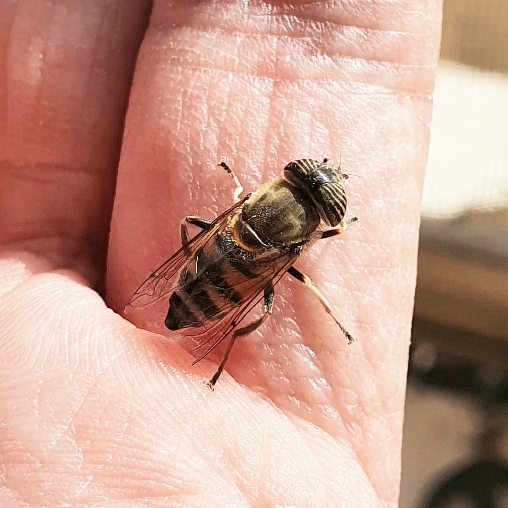 Stripe-eyed Lagoon Fly