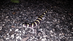 Ambystoma annulatum