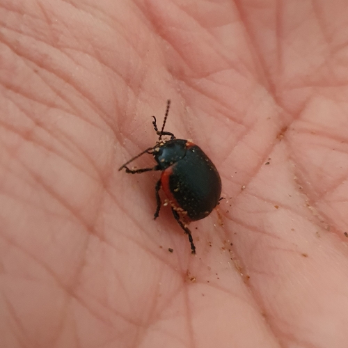 Chrysolina rossia