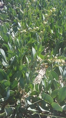 Lepidium cartilagineum