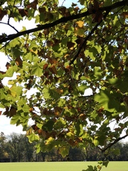 Platanus