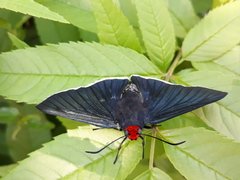 Pyrrhopyge charybdis