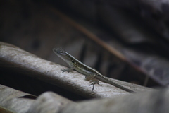 Anolis polylepis