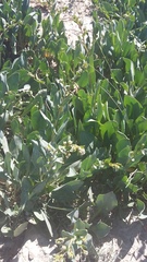 Lepidium cartilagineum