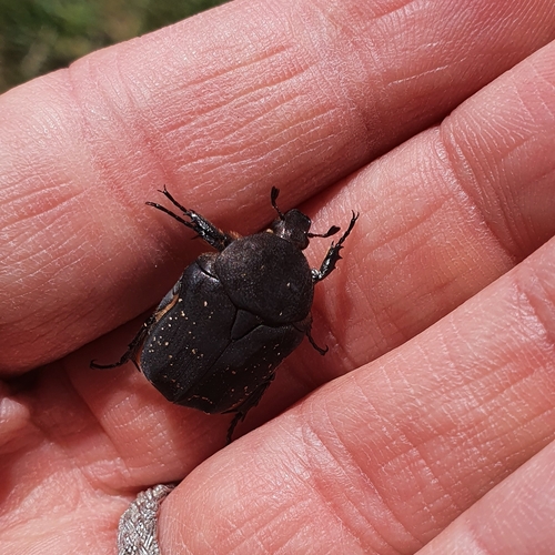 Speckled Rose Chafer