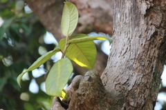 Sunrise Fig (Ficus drupacea)