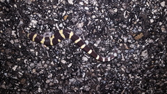 Ambystoma annulatum