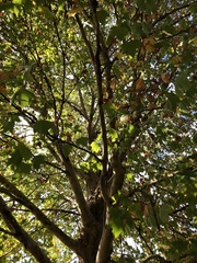 Platanus