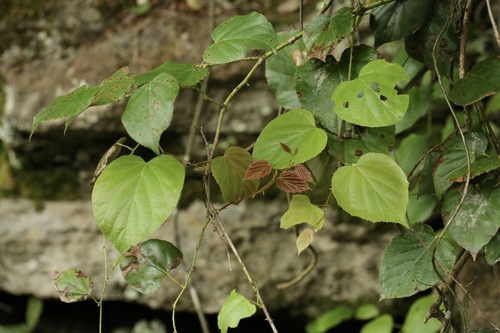 Rubus chroosepalus