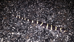 Ambystoma annulatum