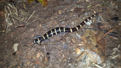 Ambystoma annulatum