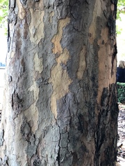 Platanus