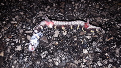 Ambystoma annulatum