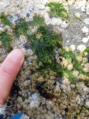 Ulva linza