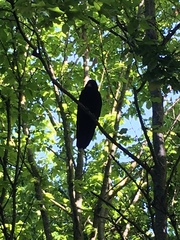 Corvus corone