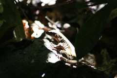 Holcosus leptophrys