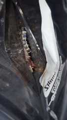 Ambystoma annulatum