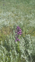 Anacamptis morio caucasica