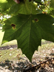 Platanus