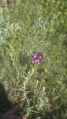 Anacamptis morio caucasica