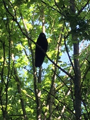 Corvus corone
