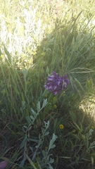 Anacamptis morio caucasica