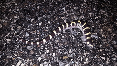 Ambystoma annulatum