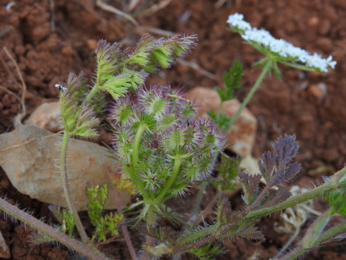 Daucus muricatus (Daucus muricatus)