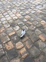 Columba livia domestica