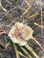 Calochortus tiburonensis
