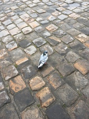Columba livia domestica