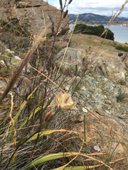 Calochortus tiburonensis