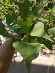 Erythrina lysistemon