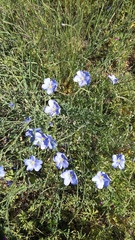 Linum austriacum