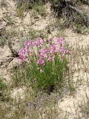 Astragalus saurinus