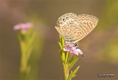 Leptotes trigemmatus