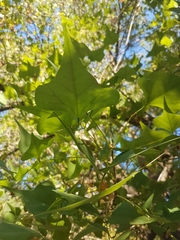 Erythrina lysistemon