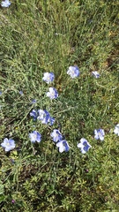 Linum austriacum