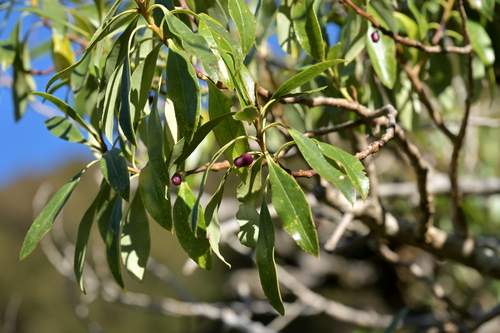 Myoporum laetum