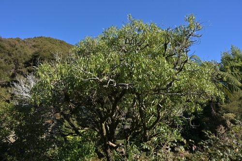 Myoporum laetum