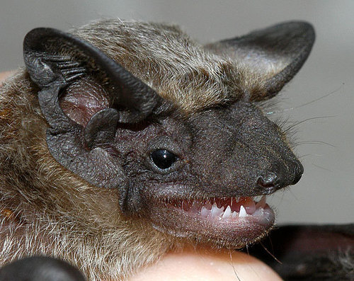 Asian Particoloured Bat (Vespertilio sinensis) — Least Concern Mammalia