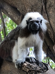 Saguinus oedipus