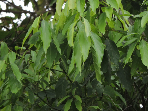 Sweetwood (Nectandra membranacea)