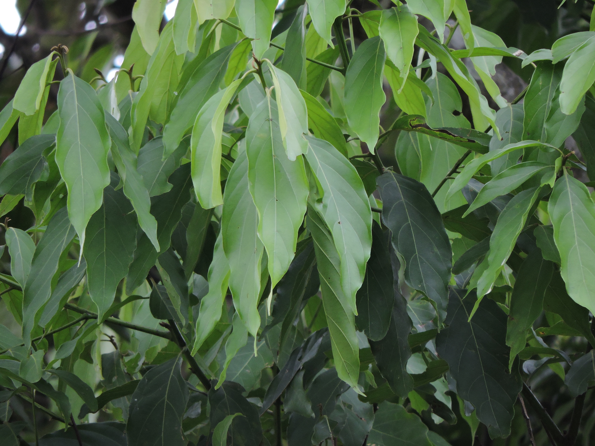Imagem de Canela-preta