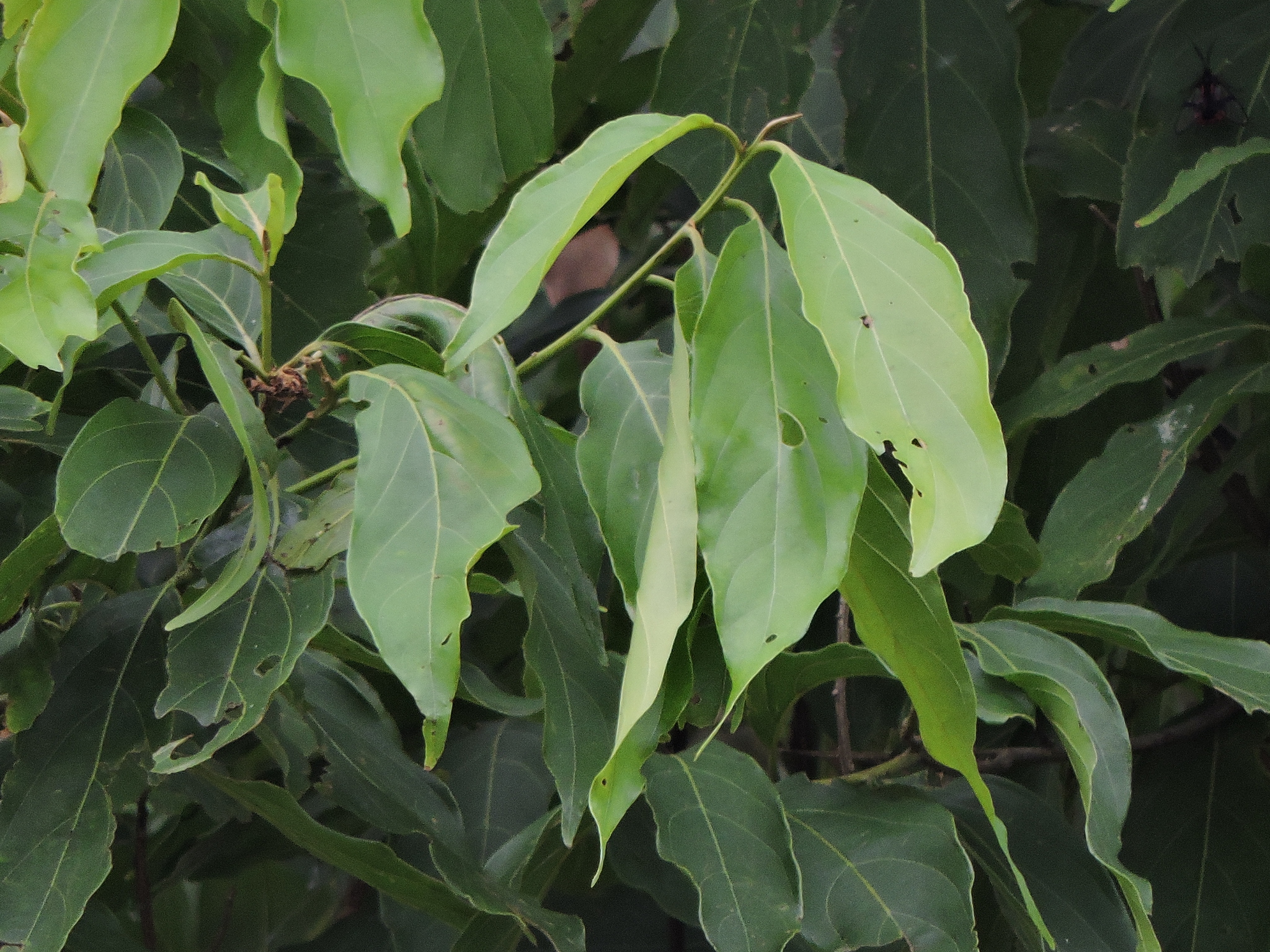 Imagem de Canela-preta