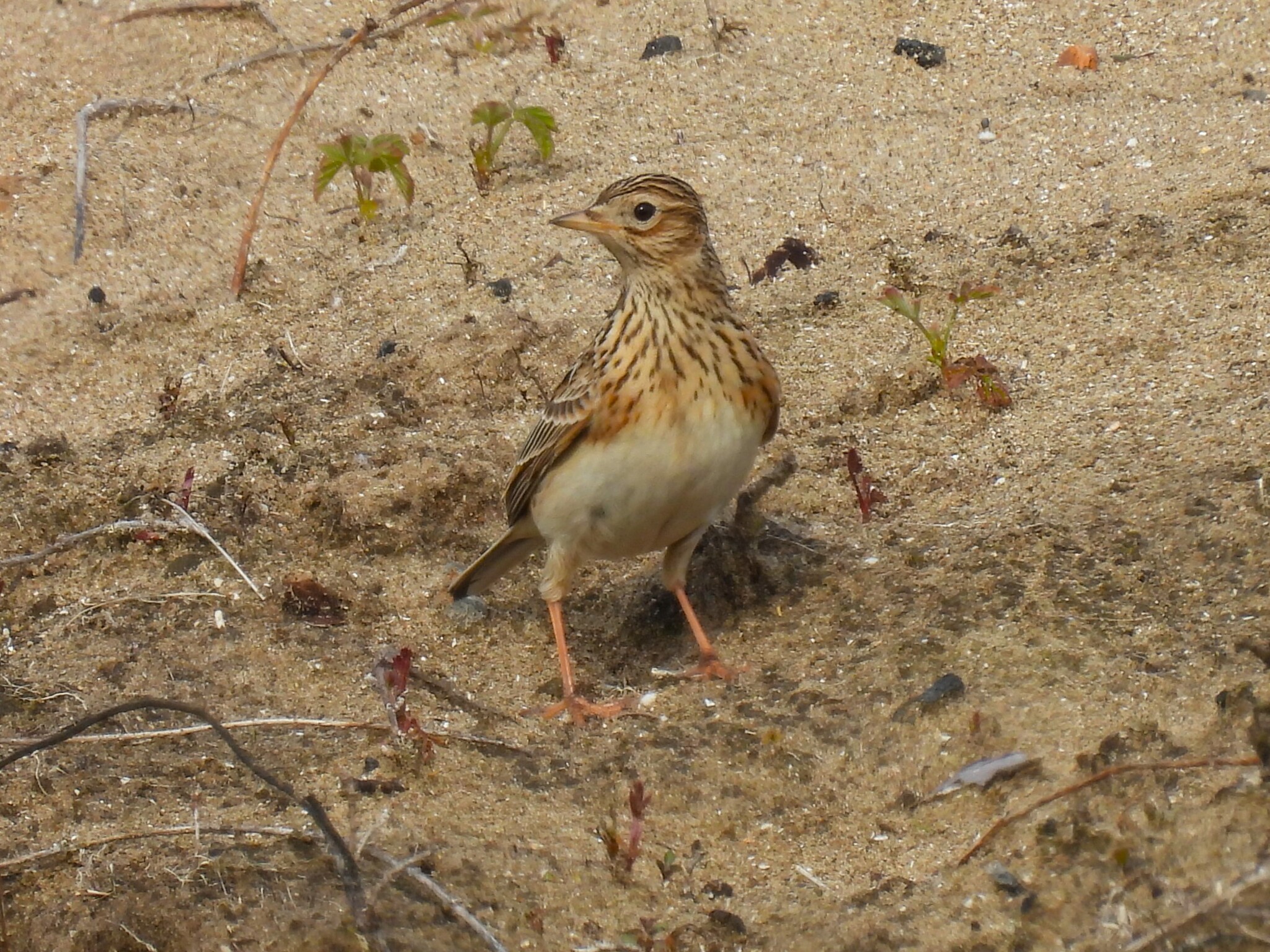 Eurasian Skylark (Alauda arvensis)